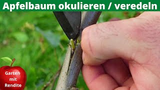 Apfel okulieren bzw veredeln  Augen Okulation mit T Schnitt [upl. by Thorbert603]