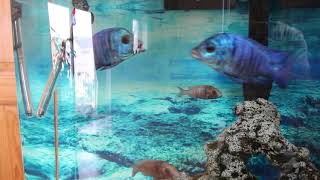 Placidochromis spquotphenochilus gisselquot Stefanos Cichlids [upl. by Aubigny]