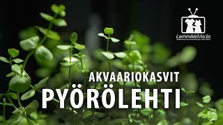 Akvaario Pyörölehti [upl. by Ahsimot]