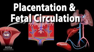 Embryology Development of the Placenta and Fetal Circulation Animation [upl. by Leamhsi]