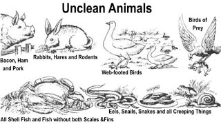 LEVITICUS 11 IS NOT THE TRUE DIETARY LAW [upl. by Petuu]