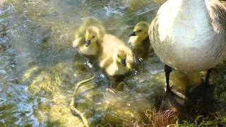 New Arrivals at Moses Gate Country park  A Panasonic TZ30 ZS20 HD sample video [upl. by Marty]