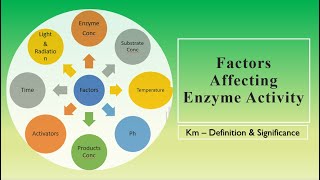 Factors Affecting Enzyme Activity enzymes 9 [upl. by Yrailih]