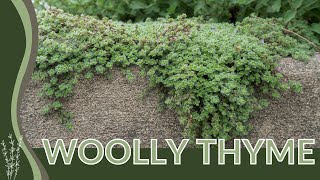 The Growing Popularity of WOOLLY THYME Thymus serpyllum [upl. by Hicks]