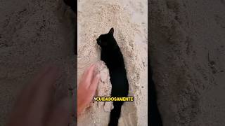 estaba jugando en la playa hasta que apareció este gato appeared ❤️ [upl. by Lymann]