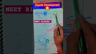 Zygote Development NEET BIOLOGYBIOLOGY CONCEPT IN HINDIBIOLOGY CLASSES IN HINDI [upl. by Annohsed]