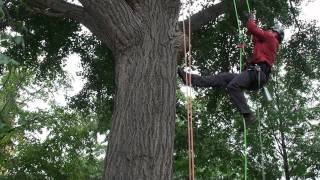 Indiana Arborist Tree Climbing Competition at Purdue University [upl. by Erfert335]