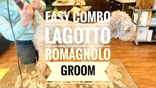 Easy combo Lagotto Romagnolo groom [upl. by Lehcnom]