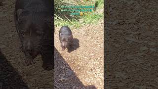 Tassie Devil  Bonorong Sanctuary Tasmania tasmaniandevil nature animals shorts olib774 [upl. by Dihgirb810]