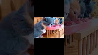 Kitty meal competition kitten cat pets [upl. by Dlarej]