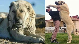 هذا اقوي كلب في العالم يستطيع القضاء علي الاسد بكل سهولة  الكانجال التركى   kangal dog [upl. by Silver]