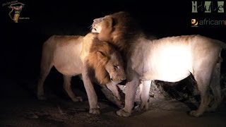 Selati Male Lions Last Night As Kings [upl. by Andrews]