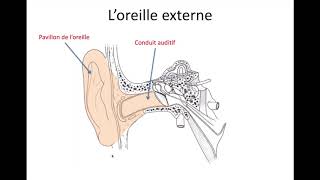 Anatomie et physiologie de loreille [upl. by Edrick]