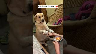 Sanskari bcha❤️  labra rubi  youtubeshorts shorts labrador dog trending viral songs cute [upl. by Eurydice]