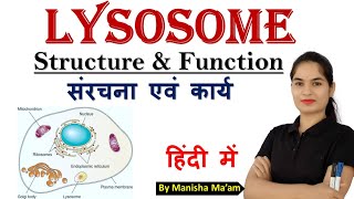 Lysosome Structure and Function  Cell Organelles  Anatomy Lecture By Manisha Maam [upl. by Natika]