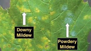 FIX IT FRIDAY DOWNY MILDEW Not to be confused with powdery mildew [upl. by Nickie]