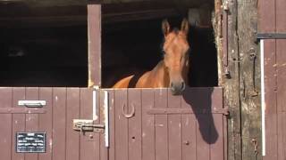 VideoImpressionen der Pferdezucht Heumann in Vordorf [upl. by Htebazila986]