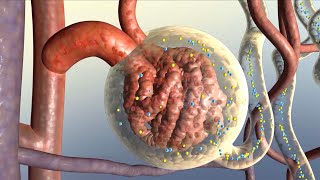 How Your Kidneys Work [upl. by Fidole]