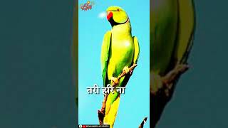 tari hari na mori Nana mor suva na suva geetcg Dewari song diwali whatsapp status song [upl. by Olraced209]