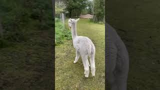 Alpaka Jeremy denmark alpacalife nature alpaca farmlife [upl. by Nigen616]