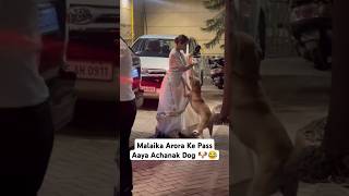 Malaika Arora Dar Gayi Dog Se😂 bollywood viralvideo [upl. by Assiluy]