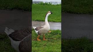 Domestic Swan Goose Makes a Strange Vocalization  Crescent Lake [upl. by Mckale443]