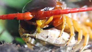 Feeding a Scolopendra dehaani [upl. by Stirling488]