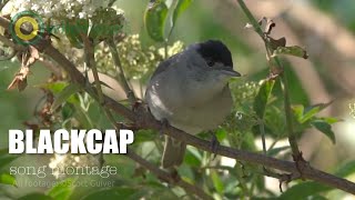 Blackcap  Sylvia atricapilla  song montage [upl. by Synn410]