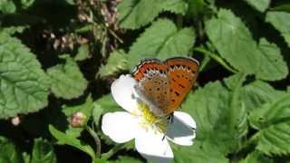 Lycaena helle  Violet Copper [upl. by Oigufer]