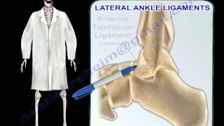 Ankle Ligaments Anatomy  Everything You Need To Know  Dr Nabil Ebraheim [upl. by Yekcor77]