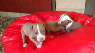 Red Nose Pitbull puppies FULLblooded for sale 250 brindle female pit puppy 706 528 0513 [upl. by Anaitsirhc]