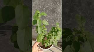 amazingfacts vastutips factsinhindi plants video vastu tulsi [upl. by Norihs]