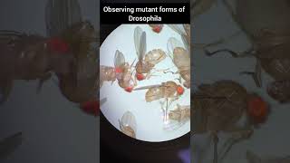 Drosophila drosophila mutation animals genetics youtubeshorts culture [upl. by Gregrory874]