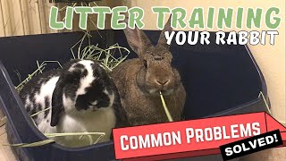 How To Toilet Train Your Rabbit  Solutions To Common Litter Training Problems [upl. by Mannie]