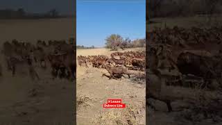 Red Kalahari Goats From South Africa goatfarming uganda goatfarmer goathusbandry farm [upl. by Roma]