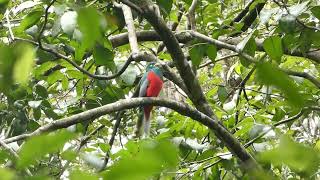 Narina Trogon call [upl. by Epp113]