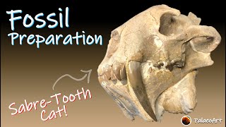 Finished Fossil Preparation  Sabretooth Cat Hoplophoneus Complete video [upl. by Livy592]