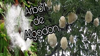 Arboles de Algodón  Pochote  Ceiba  puchote  apochote Lachatayou [upl. by Eikcir]