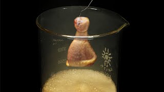 Vaporizing chicken in acid [upl. by Seiter]