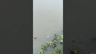 Fish feed fishing fish eating eat pondwater water river shortvideo shorts viral [upl. by Yrok]