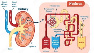 Nephron  The functional unit of kidney youtubeindia biology kidney medico [upl. by Annael27]