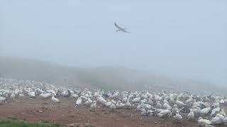 Trans Canada Trip 4 Gaspe Peninsula QC [upl. by Ynnahc]