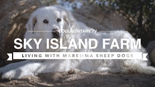 ALL ABOUT LIVING WITH MAREMMA SHEEP DOGS [upl. by Enala]