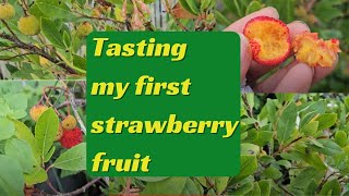 Tasting my first Strawberry Fruit Arbutus Unedo [upl. by Kind]