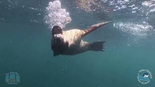 Mexico Liveaboard Rocio del Mar Sealions in the Sea of Cortez Promo [upl. by Eileen88]