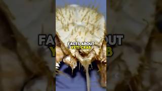 YETI CRAB FACTS shorts short facts animals oceanlife ocean crab susbcribe shortsfeed [upl. by Onez]