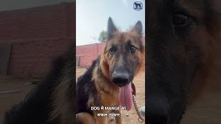 Best treatment of Mange in Dogs  Demodicosis treatment in dogs youtubeshorts pets doglover [upl. by Aidnyc]