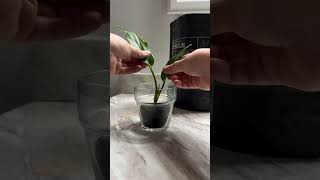 Follow for the update 👀 fluvalstratum propagation anthurium plants houseplants [upl. by Scrivens]