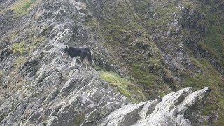 Sharp Edge Blencathra September 25th 2024 afternoon [upl. by Emerick675]