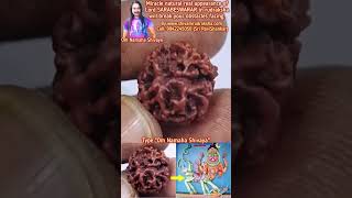 Miracle natural real appearance of Lord SARABESWARAR in rudraksha will break your obstacles facing [upl. by Bernhard]